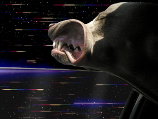 Illustration for article titled Dogs love sticking their heads out the window even more at warp speed